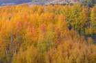 USA-Colorado-Uncompahgre National Forest Sunset glow on aspen forest in autumn Art Print